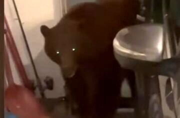 یک خرس سیاه مهمان ناخوانده زوج کالیفرنیایی+عکس
