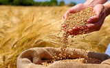 پیش‌بینی کاهش ۳۰ درصدی زراعت گندم در لرستان