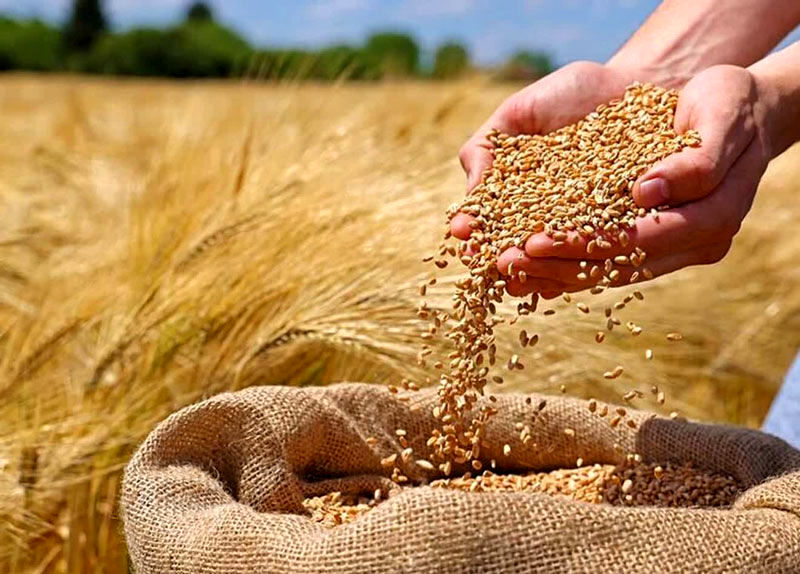 پیش‌بینی کاهش ۳۰ درصدی زراعت گندم در لرستان