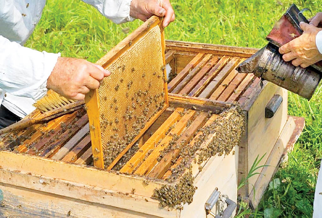 امسال حدود پنج هزار و ۵۰۰ تن عسل   در مازندران تولید شد
