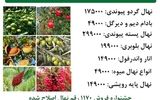 جشنواره فروش 1170 رقم نهال اصلاح شده در ایران نهال کرج + لیست قیمت