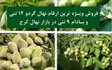 خبر مهم: فروش ویژه ترین ارقام نهال گردو 12 تنی و بادام 9 تنی در بازار نهال مرکزی کرج !