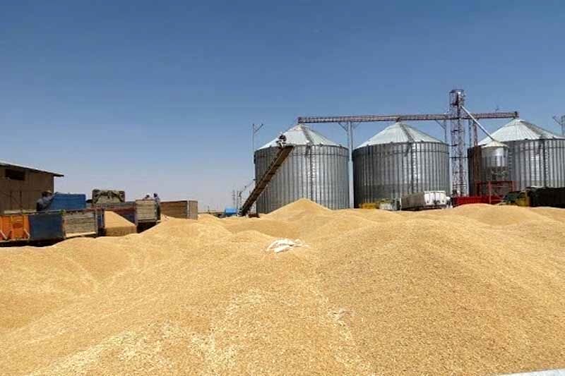 خرید تضمینی گندم در آذربایجان شرقی ۶۰‌درصد افزایش یافت