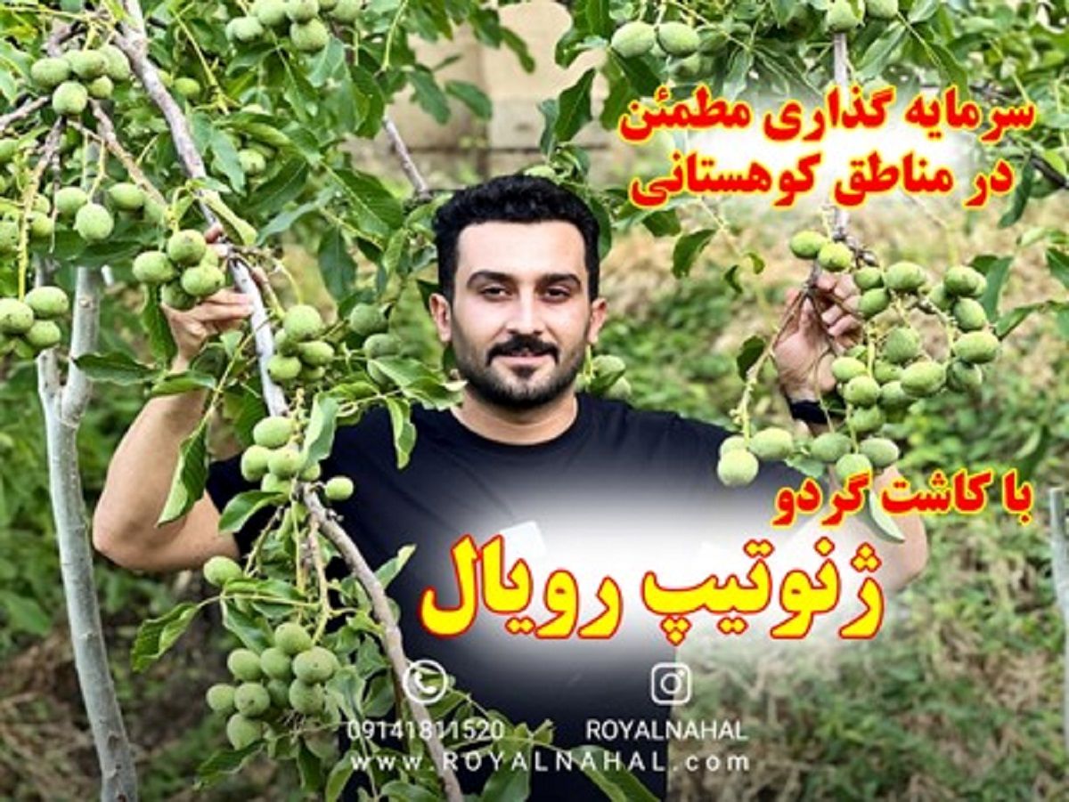 سرمایه گذاری مطمئن در مناطق کوهستانی با کاشت گردو ژنوتیپ رویال