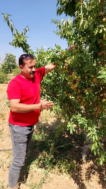 فرصت کشت پاییزه نهال را از دست ندهید؛ خرید نهال گردو، پسته، میوه های پایه خارجی و... با تضمین گیرایی صدرصدی از نهالستان یاسین نهال