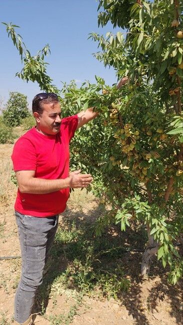 فرصت کشت پاییزه نهال را از دست ندهید؛ خرید نهال گردو، پسته، میوه های پایه خارجی و... با تضمین گیرایی صدرصدی از نهالستان یاسین نهال