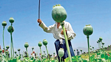 ناترازی تریاک در صنعت دارو