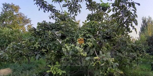 با کاشت نهال گردو ژنوتیپ رویال،نگران کم باری و سرمازدگی درختان خود نباشید