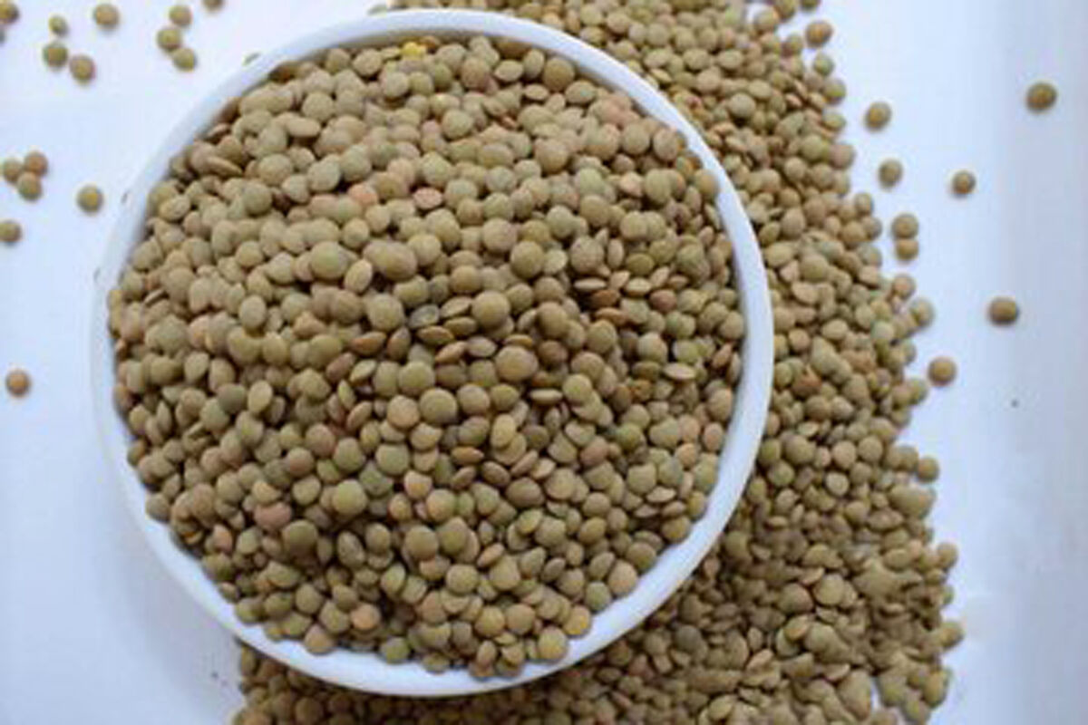 این افراد لب به عدس نزنند 