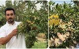 ۸ میلیارد درآمد از یک هکتار باغ بادام دیم