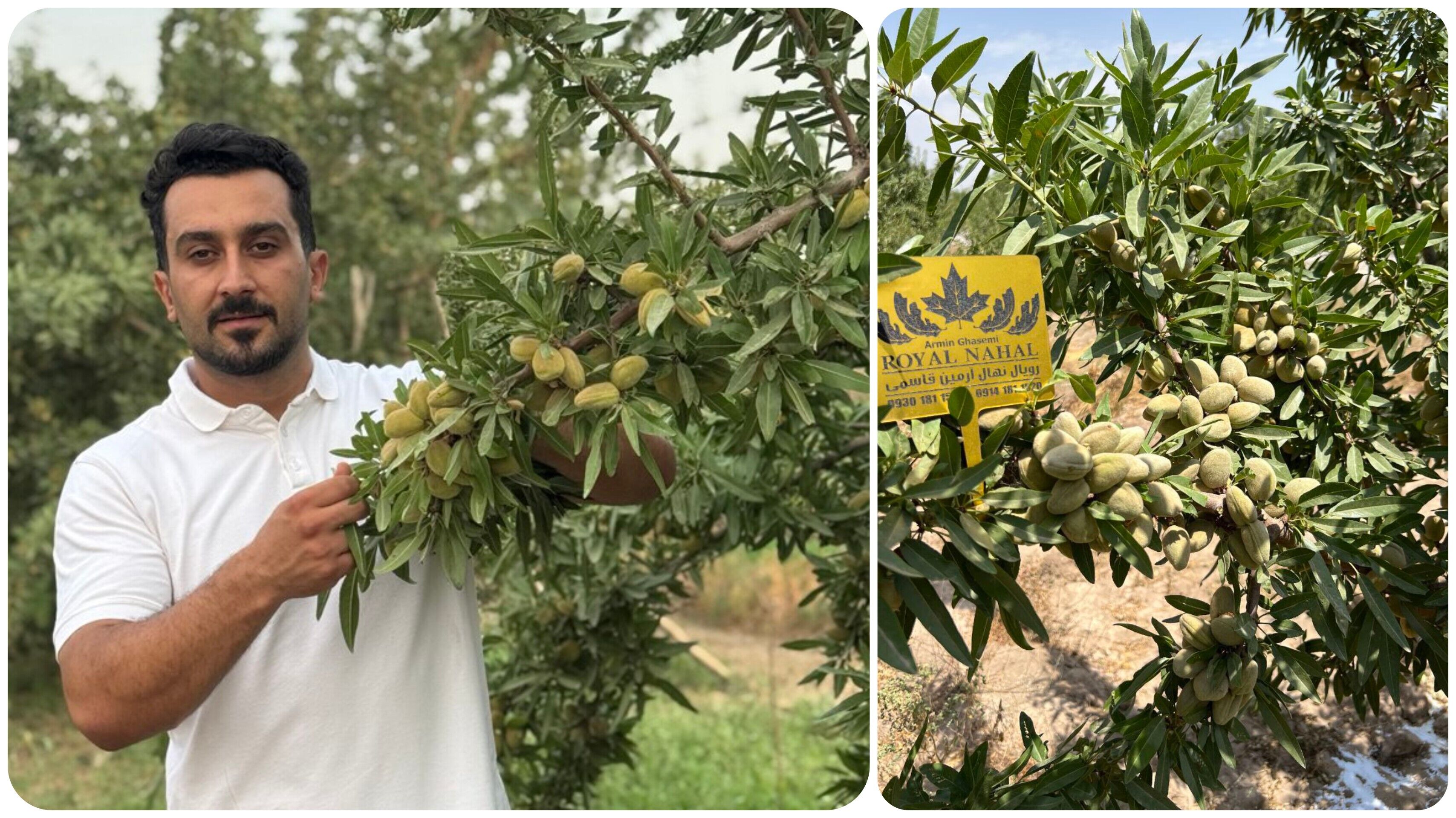 ۸ میلیارد درآمد از یک هکتار باغ بادام دیم