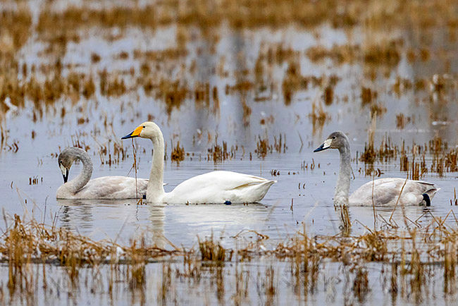  سایت آبگیر لرستان میزبان پرندگان مهاجر