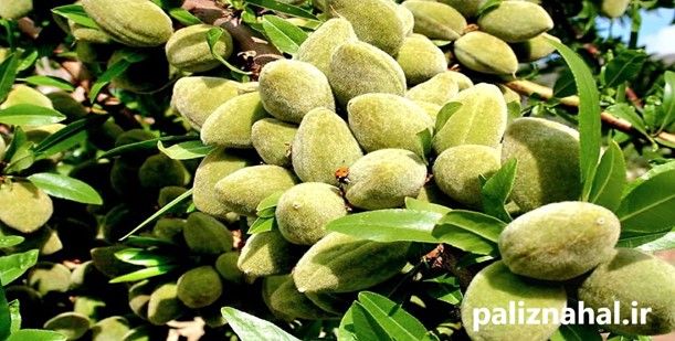 نهال بادام دیم مناسب مناطق سردسیری را بشناسید
