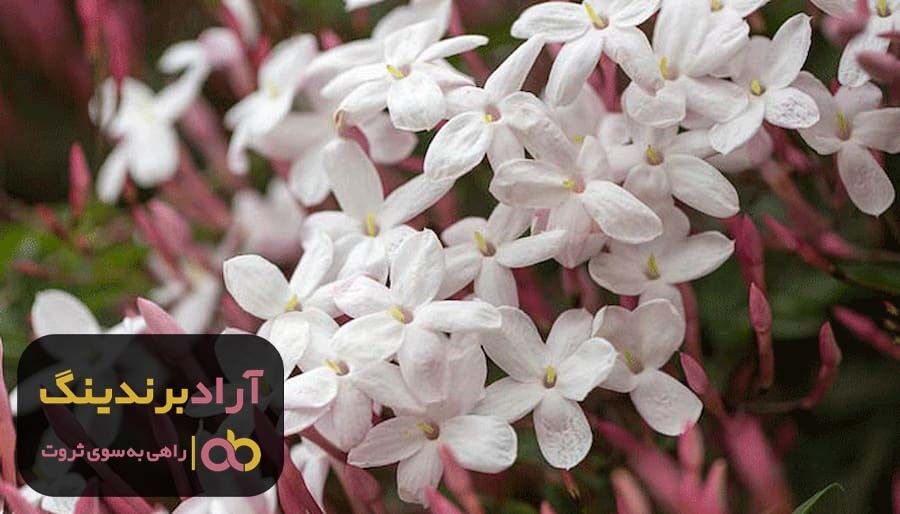گل یاس بنفش خوشبو کرج
