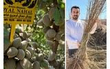 کسب درآمد میلیاردی از زمین های دیم و کم آب