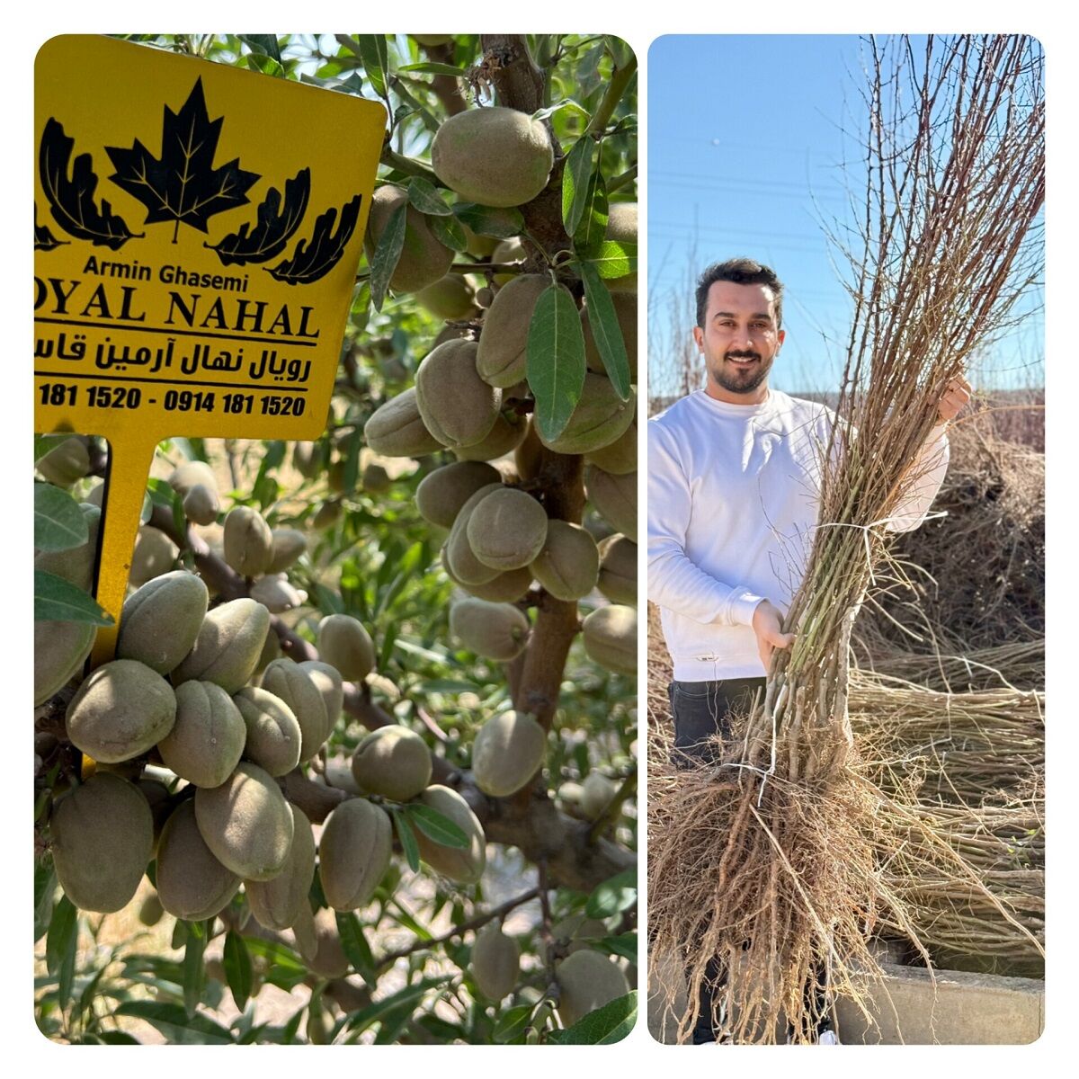 کسب درآمد میلیاردی از زمین های دیم و کم آب