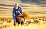پرداخت مطالبات گندمکاران به کجا رسید؟