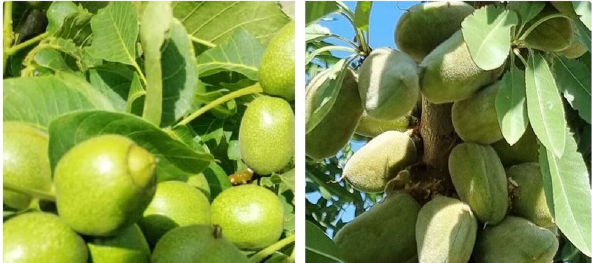 تجارتی پرسود با خرید نهال گردو و بادام از غرب نهال