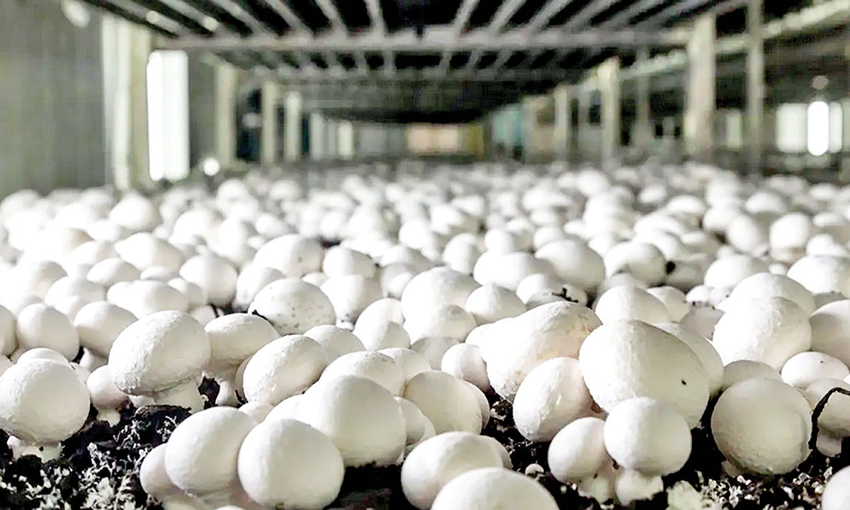 ظرفیت تولید 600‌هزار تن قارچ را داریم