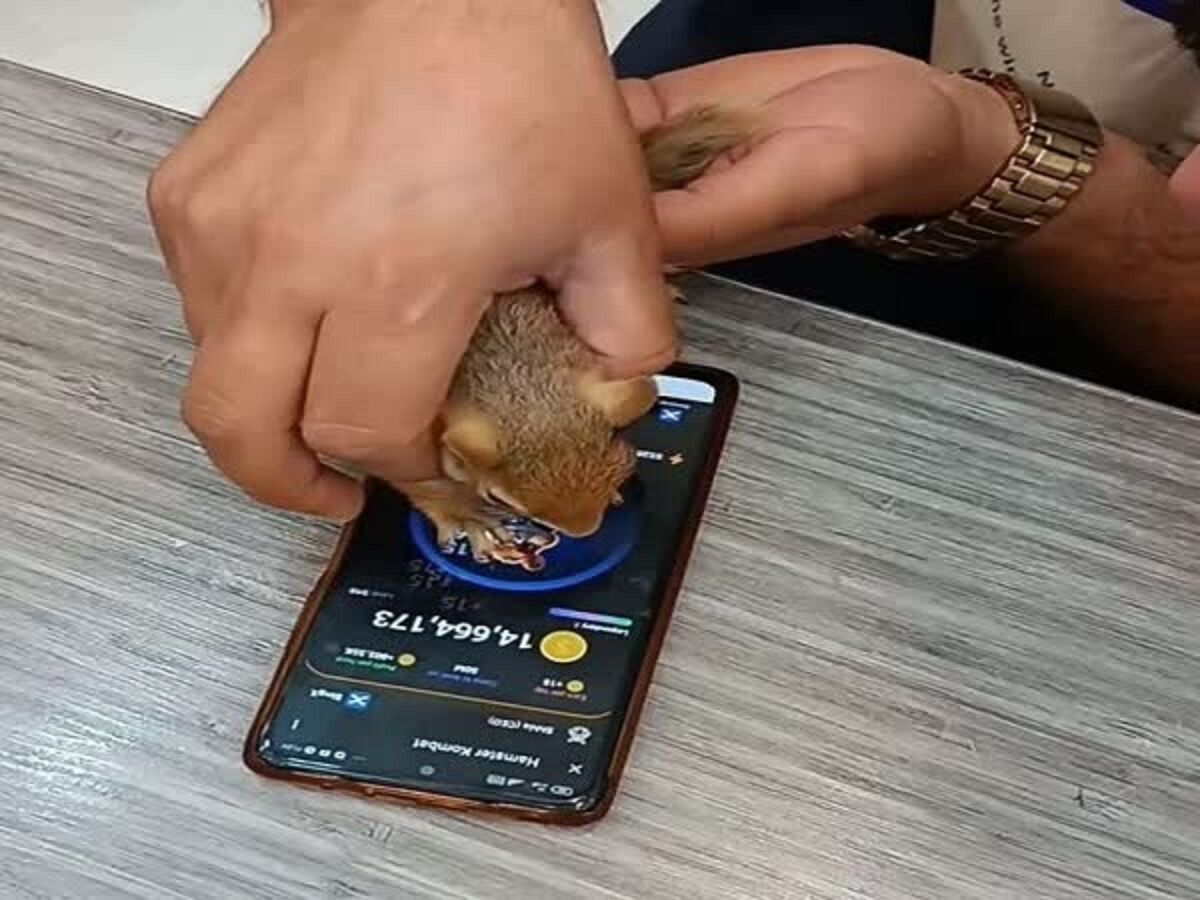 استفاده دلخراش از حیوانات در کشور برای بازی همستر!+فیلم