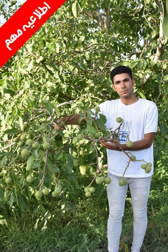 جشنواره فروش ویژه نهال یارانه‌ای با قیمت باورنکردنی ۳۳ هزار تومان
