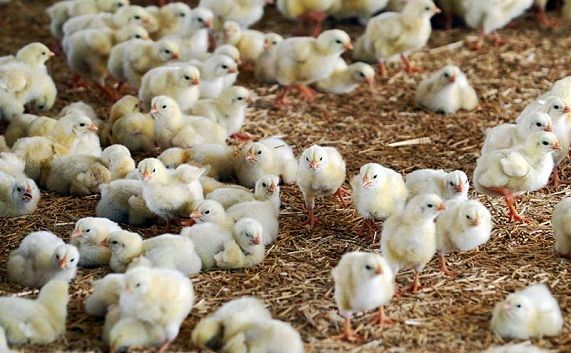 ۶ میلیون و ۴۰۰ هزار قطعه جوجهریزی در مرغداریهای لرستان انجام شد