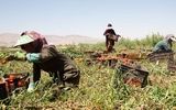 افزایش حضور زنان در کارهای روزمزد کشاورزی/ امنیت در رفت‌وآمد و محیط کار ایمن چالش اصلی این افراد است/ آیا آنها دستمزد عادلانه می‌گیرند؟