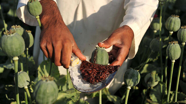 چرا انگیزه کاشت تریاک در افغانستان بیشتر شده؟