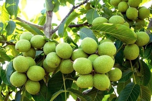 فروش ویژه انواع نهال گلدانی گردو همراه با لیبل و ارسال به سراسر کشور