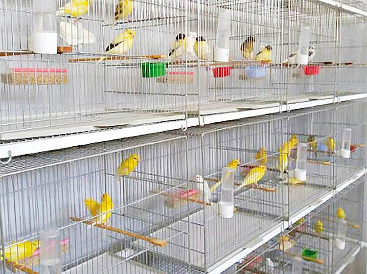 نبض قیمت در بازار پرنده‌ها