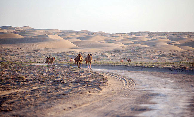  این هفته، کویر مرنجاب نروید