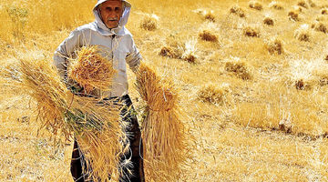 کورس تورم و قیمت گندم