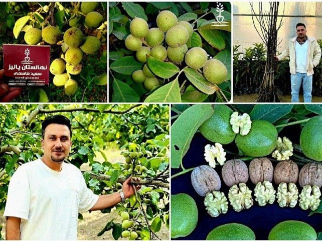 راز میلیاردر شدن با نهال گردوی۱۶تنی