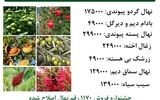 جشنواره فروش 4 نهال میوه (بادام دیرگل + پسته پیوندی + بلوبری آپارتمانی + گردو پیوندی)