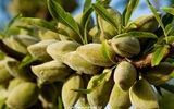 بهترین نهال بادام برای زمین های دیمی و مشاوره رایگان قبل از احداث باغ