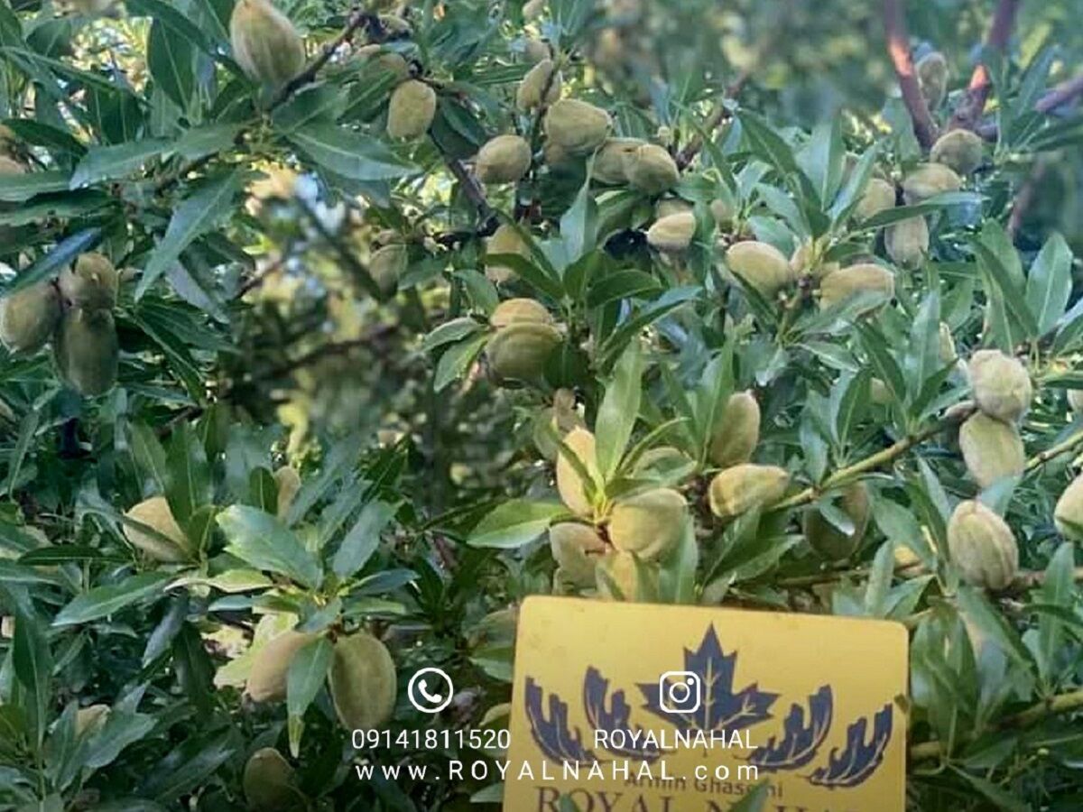 با ارقام نهال بادام دیر گل دیمی بیشتر آشنا شوید