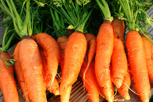 قیمت هویج به زیر ۱۰ هزار تومان می رسد