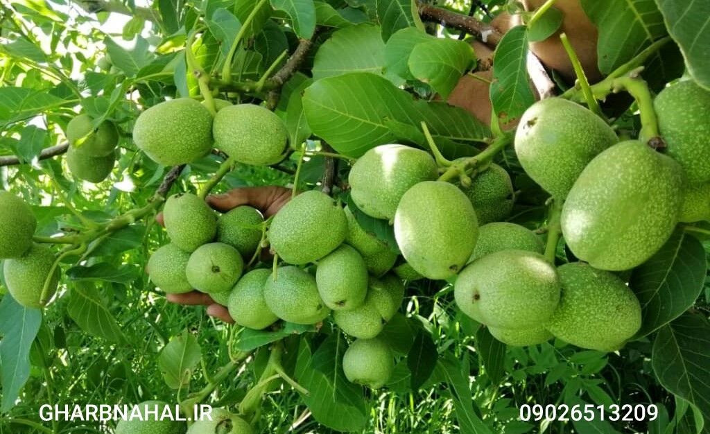 با خرید کدام نهال میلیاردر می شوید؟