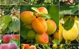 با پرداخت تنها 2 میلیون تومان، 50 اصله نهال به انتخاب خودتان از نهالستان امیرپور خریداری کنید!