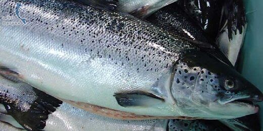 رکوردشکنی قیمت ماهی جنوب/ اعلام نرخ انواع ماهی در بازار