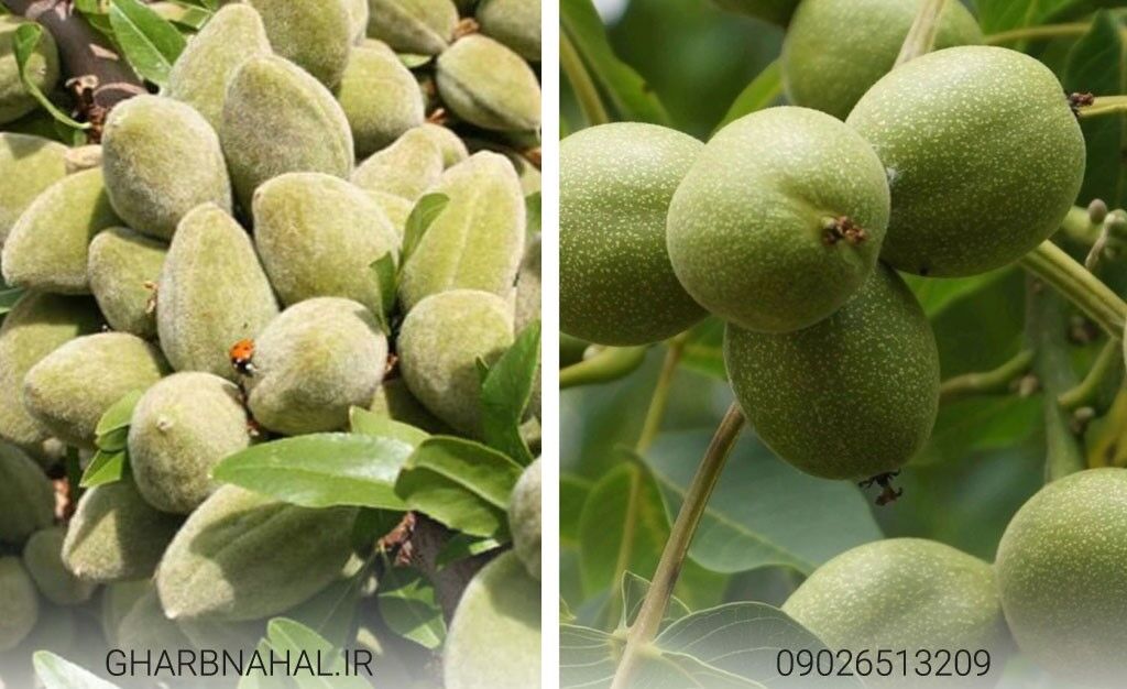 خرید سودآورترین نهال گردو و بادام