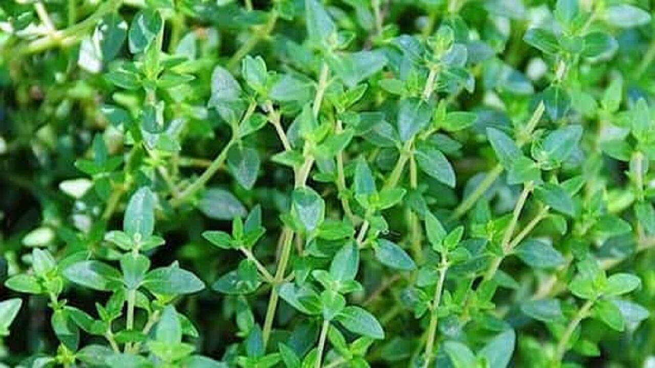خواص شگفت انگیز آویشن برای درمان انواع بیماری‌
