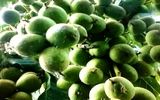 سه سوته نهال بخر ! فرصتی استثنایی برای باغداران عزیز