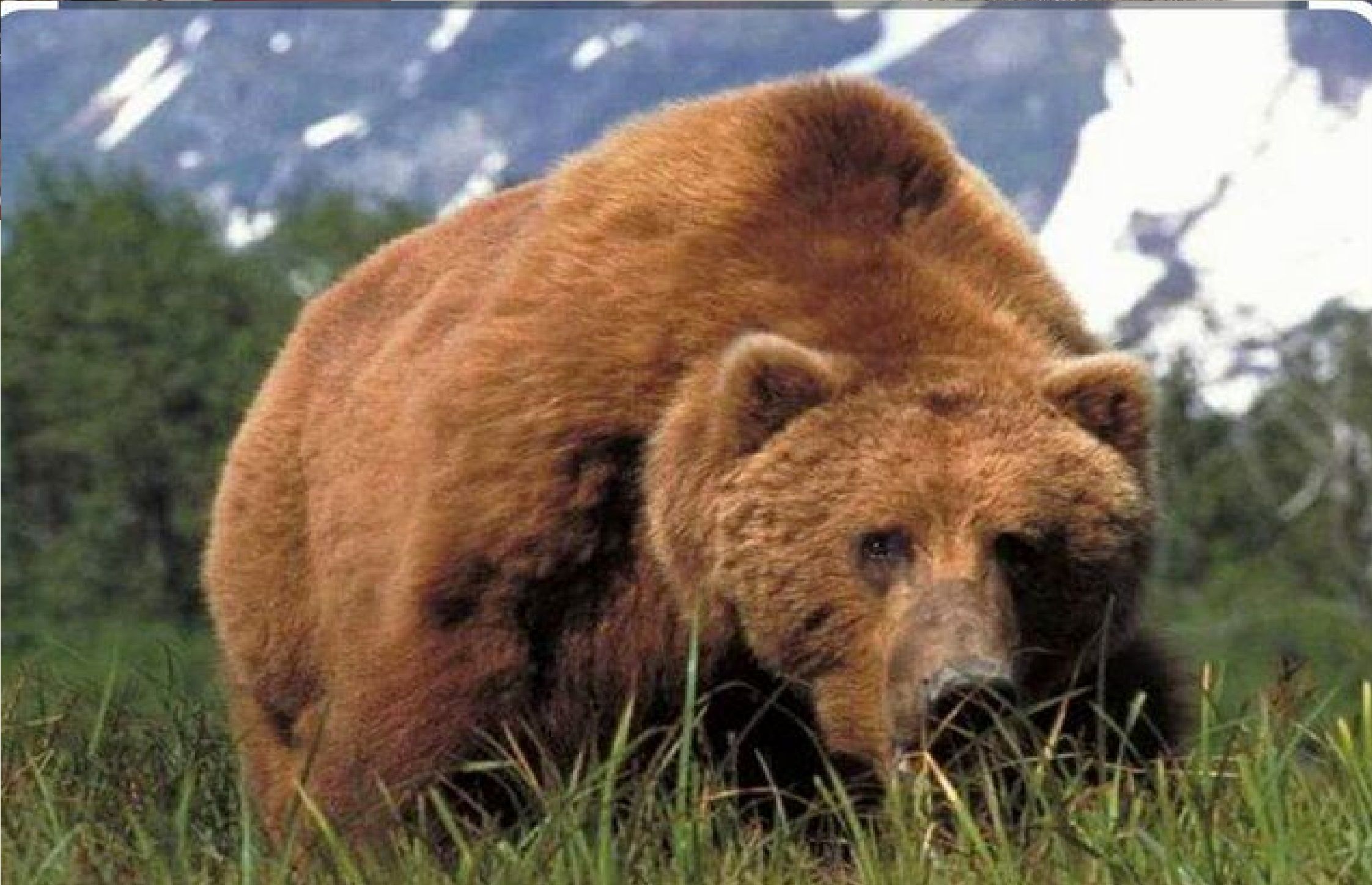 حمله خرس وحشی به دامدار ۶۰ ساله عشایری 