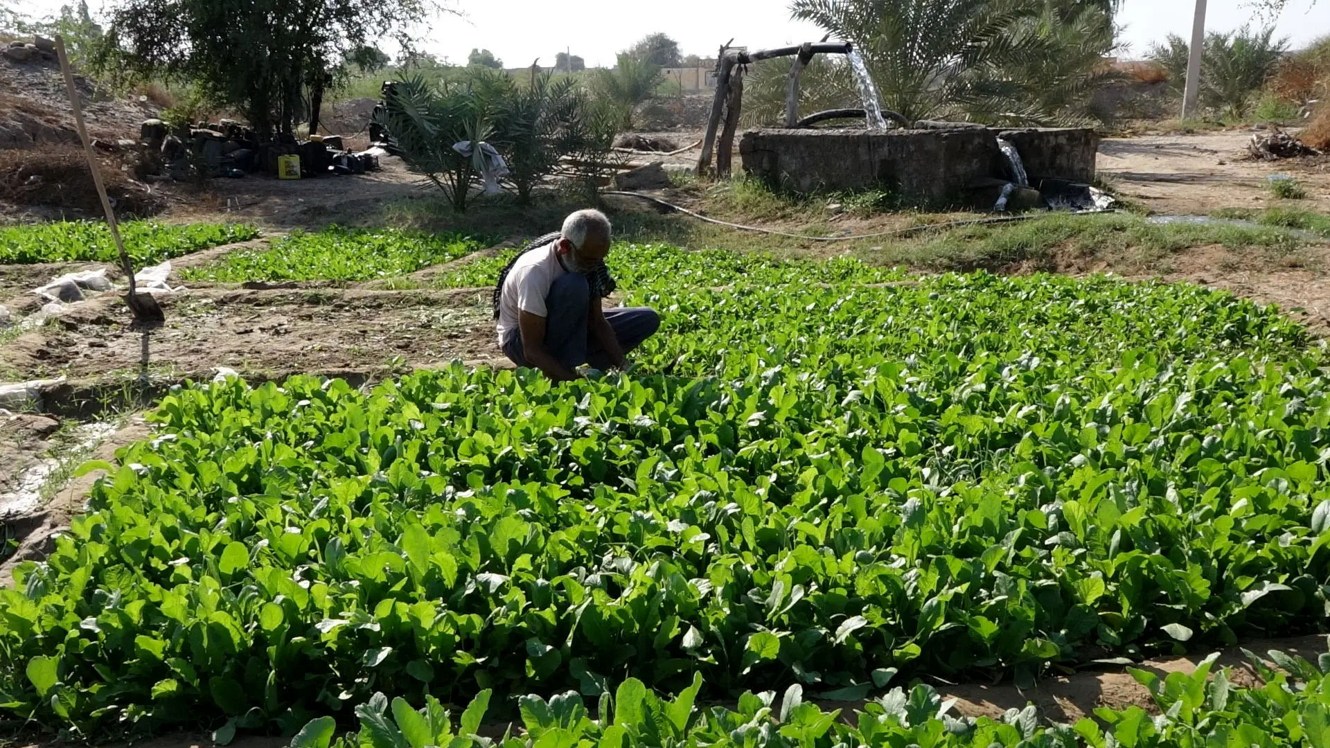 تشدید نظارت بر اجرای برنامه الگوی کشت هرمزگان
