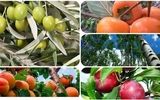 فروش ویژه نهال کبوده تبریزی، خرمالو، زیتون، آلو‌ و زردالو نصف قیمت بازار