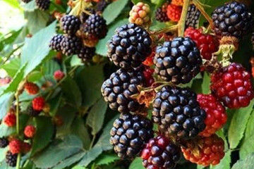 راز حافظه قوی و سلامت قلب در یک میوه کوچک


