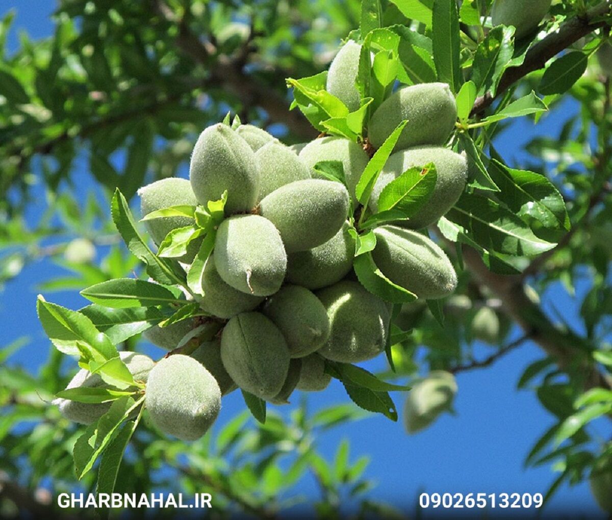  تخفیف ویژه نهال بادام با ارسال سریع به سراسر کشور