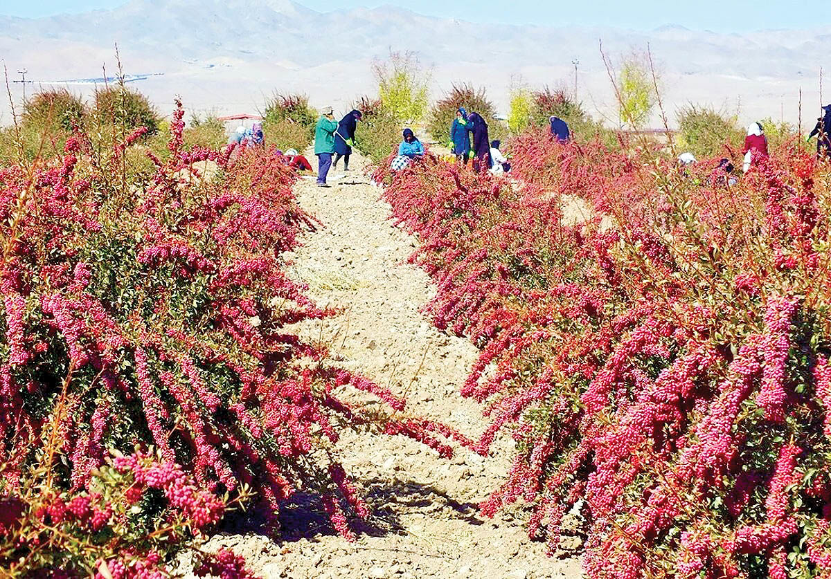 عناب و زرشک بورسی شدند 