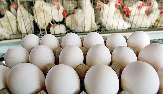 نرخ مصوب مرغ و تخم‌مرغ اعلام شد